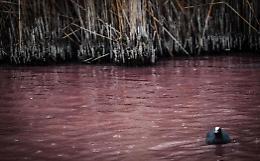 Campi Flegrei, prima i terremoti, poi lago che diventa rosso