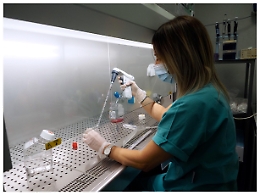 ++ Epatiti:agenzia inglese,adenovirus F41 causa più probabile ++