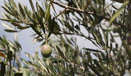 Olivicoltura: in Fvg annata 2021 forte calo, 2022 sarà ok