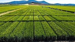 La crisi del grano, ecco perchè la Sicilia non puo' più essere il granaio d'Europa