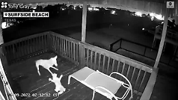 Il gatto "eroe" che affronta il coyote (e riesce a salvarsi)