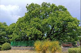 Il Castagno dei Cento Cavalli ha 2.200 anni: lo dice il Dna delle foglie