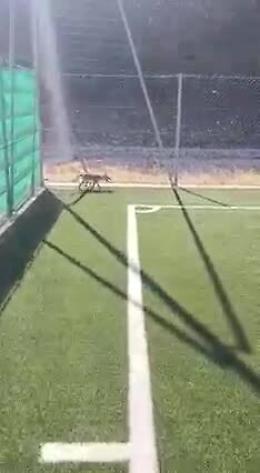 Ragusa, la volpe "prigioniera" nel campo di calcetto: salvata dall'Oipa