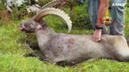 Stambecco ingoia una lattina di tonno e rischia di morire