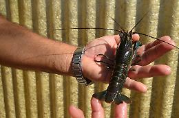 Gamberi australiani made in Sicily, le "aragoste blu" in cerca di chef