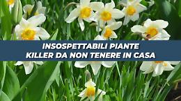 Piante che &egrave; meglio non tenere in casa, ecco perch&eacute;