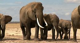 Kenya: più di 200 elefanti morti a causa della siccità