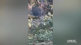 Nepal, aereo si schianta in fase di atterraggio: non ci sono sopravvissuti