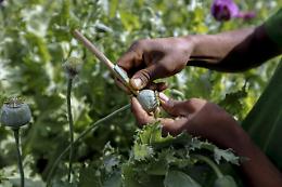 Birmania: coltivazione del papavero riesplosa dopo il golpe