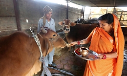 India: inedito invito a San Valentino, 'abbracciamo le mucche'