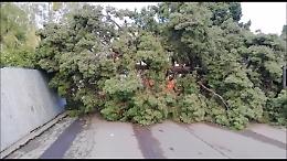 Il ciclone su Catania, la devastazione al cimitero di Zia Lisa e al boschetto della Plaia: si contano i danni