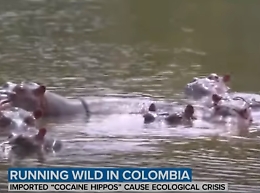 I "cocaina ippopotami" di Pablo Escobar sono un problema per la Colombia: ecco il piano