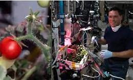 Ritrovato dopo otto mesi il pomodoro perduto sulla Stazione Spaziale