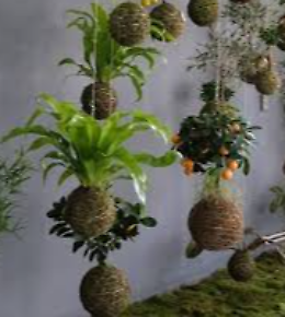 L'orto appeso a un filo: workshop di kokedama all'Orto Botanico di Catania