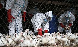 Influenza aviaria, quadruplicati i casi rispetto allo scorso anno: ci sono focolai anche in Italia