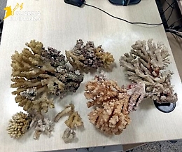 Sei chili di corallo nella valigia di un palermitano che tornava da Sharm el Sheikh sequestrati all’aeroporto di Catania