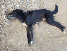 Cani uccisi a Comiso, citt&agrave; sotto shock