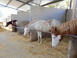 Caltagirone, scoperto e sequestrato allevamento di cavalli 