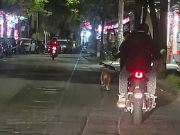 Il motociclista trascina il cane al guinzaglio in via Plebiscito a Catania: &laquo;Questo &egrave; maltrattamento&raquo;