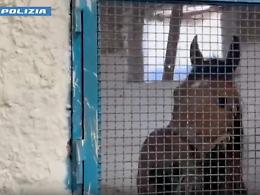Stop alle corse clandestine: blitz in 19 stalle abusive permette di salvare 23 cavalli. Sette denunce