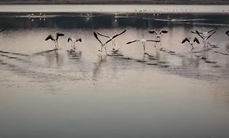Lo spettacolo dei fenicotteri rosa che svernano al lago di Pergusa: una quarantina in riserva