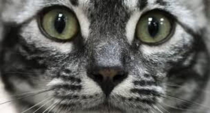 Sconcerto a Canicatt&igrave;, uccide e sviscera un gattino per mangiarlo