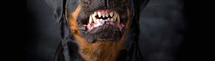 Cane, generico