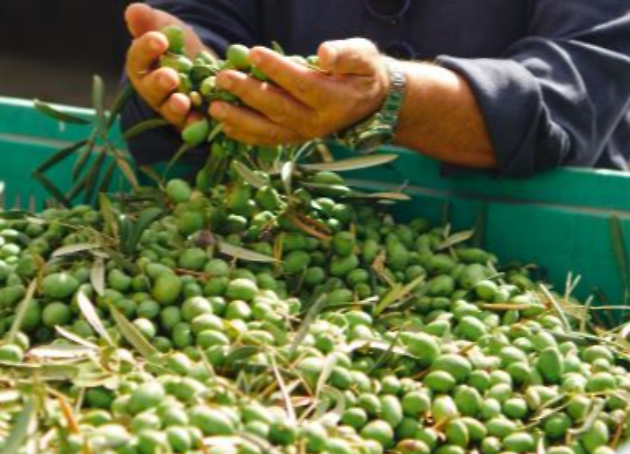 La campagna olivicola