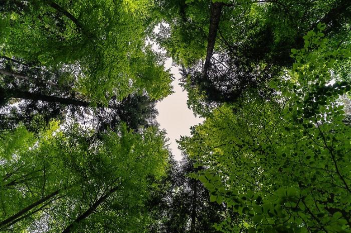 In Italia sempre pi&ugrave; alberi, 3 milioni in pi&ugrave; in un anno: la Sicilia quarta regione in classifica 