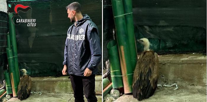 Il grifone euroasiatico avvelenato salvato dai carabinieri forestali a Marsala