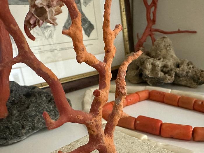 L’affascinante storia del corallo di Sciacca in una mostra nella Città dei templi 
