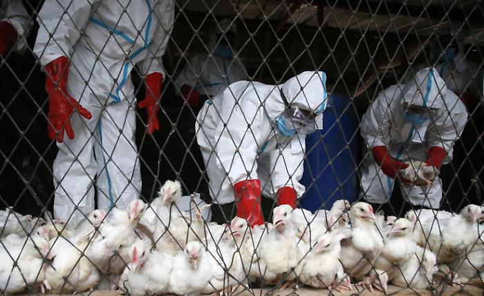Influenza aviaria, quadruplicati i casi rispetto allo scorso anno: ci sono focolai anche in Italia