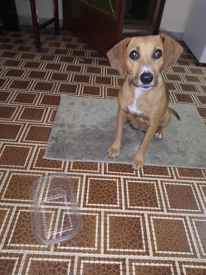 La cagnolina smarrita