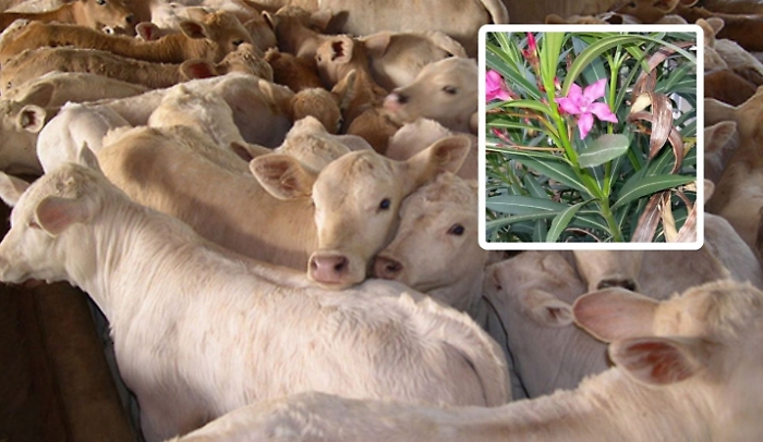 Gli oleandri bruciati possono essere letali? Il caso dei 74 bovini morti nel Padovano 