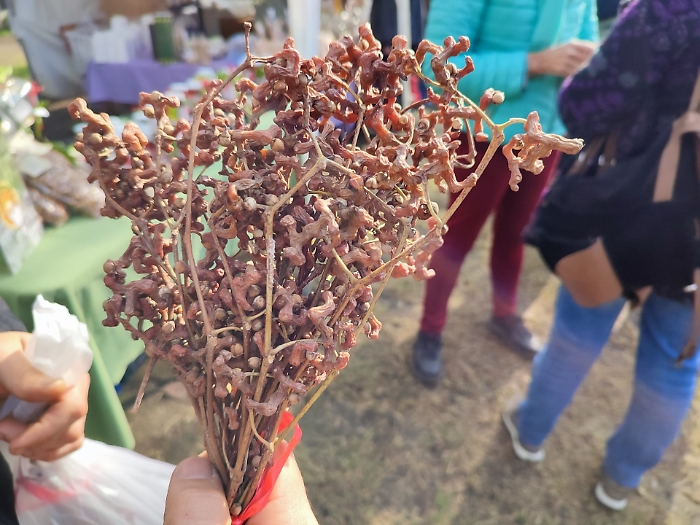 Che albero &egrave;? Viene dall'Himalaya, cresce a Giarre e ha degli strani "frutti" che sanno di uva passa