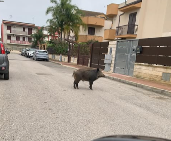 Allarme  per un cinghiale in giro per la citt&agrave;: scatta il divieto di avvicinarlo