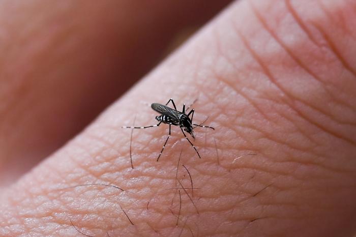 Zanzare, perch&eacute; pungono proprio noi? La scienza dietro il bersaglio perfetto