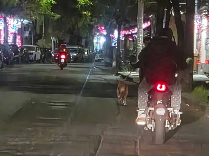 Il motociclista tira il cane al guinzaglio in via Plebiscito a Catania: &laquo;Questo &egrave; maltrattamento&raquo;