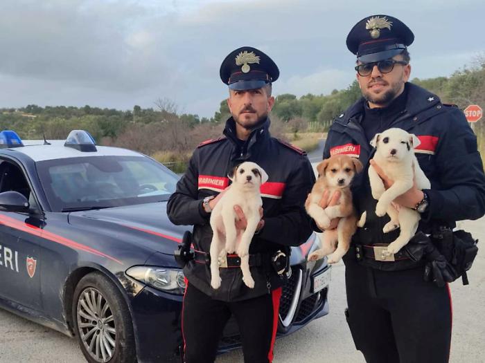 Cuccioli vagano sulla Noto-Rosolini, salvati dopo una chiamata al 112